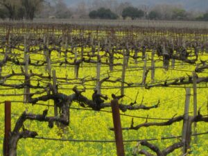 Napa vineyards