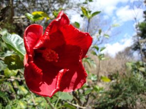 Flower in Malinalco