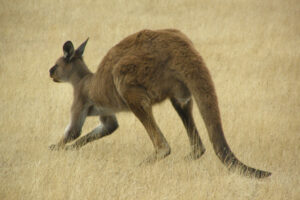 Kangaroo