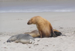 Seal Lions