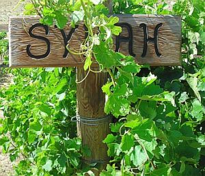 Syrah grapes