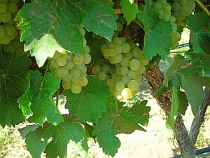 Wine grapes