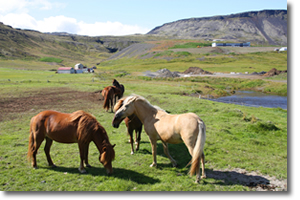 icelandicponies