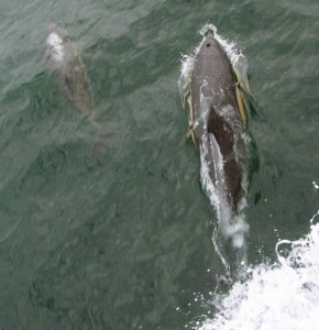 marine conservation_dolphin and calf