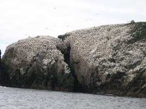 marine conservation holiday_gannets