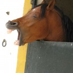 Horse Riding in the South of Spain