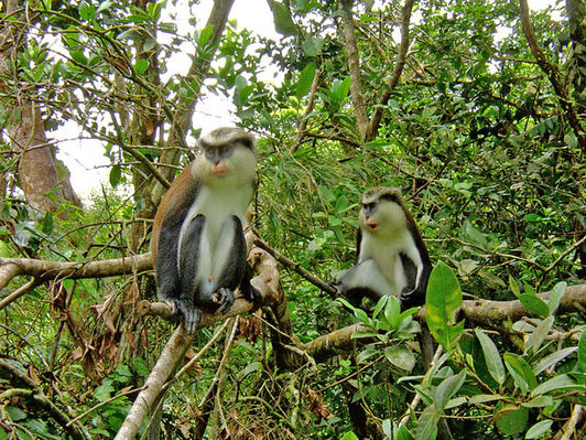 Mona Monkeys Grenada