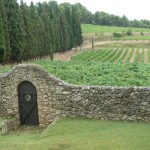 Albet i Noya Organic Vineyard