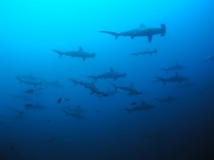 shark diving_cocos