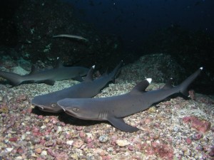 shark diving_cocos