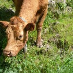 Cycling through rural Ripoll in Spain