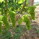 Grapes on the Vine in Dundee