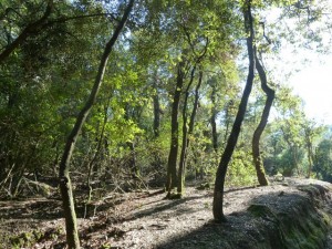 Parc de Collserola Fauna