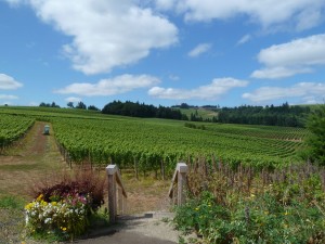 Sokol Blosser Organic Cellar