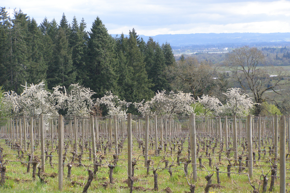 Patton Valley Vineyard, Willamette Valley Travelhoppers