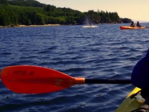 kayaking with killer whales