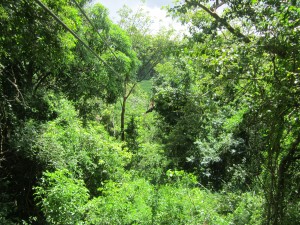 A zipline at Campo Rico Adventures