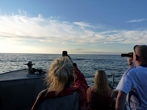 New Quay dolphin spotting