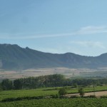 Vines in La Rioja