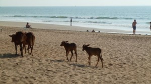 Agonda, India