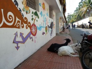 Goats in Fort Cochin