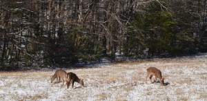 Deer