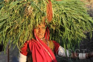 The Rajasthanis are a proud and ancient people.