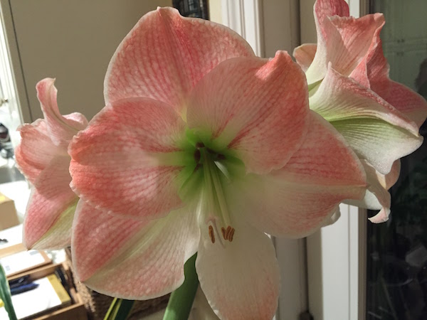 My amaryllis bulb in bloom at home