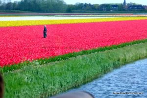 A flower field in the area surrounding the Keukenhof Gardens