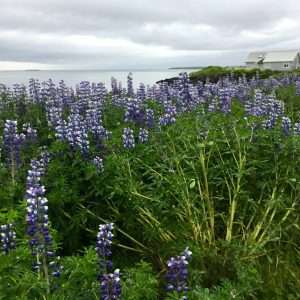 Lupine flowers like these are frequently seen around the fjord in summertime.