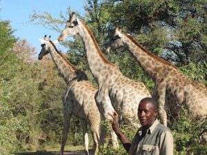 Kennedy Muzala with the giraffes