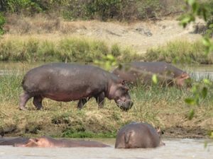 Hippos in the Ruaha River in Tanzania