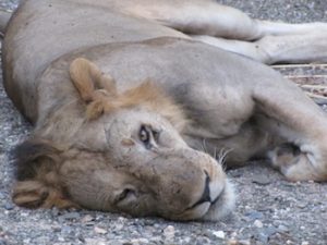 A lazy lion in Selous game reserve, Tanzania