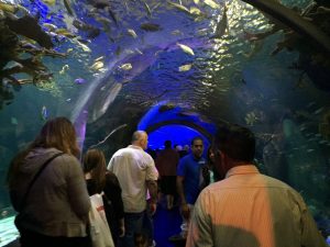 Sea Life Aquarium