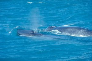 blue-whale-with-calf-by-andreas-tille