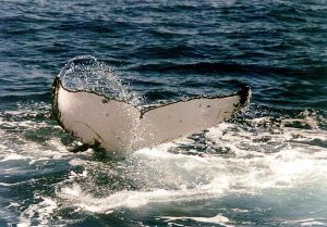 humpback-whale-tail-by-buckelwal-schwanzflosse