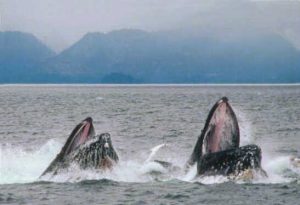 humpback_lunge_feeding