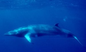 minke-whale-by-noaa