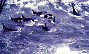 pod-killer-whales-by-noaa