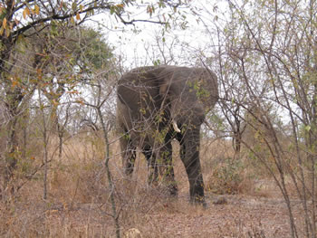 Camp elephant
