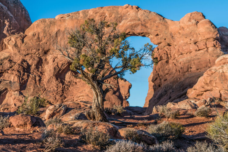 Isolated Desert Tree With Turret Arch Backdrop In Arches National Park.
