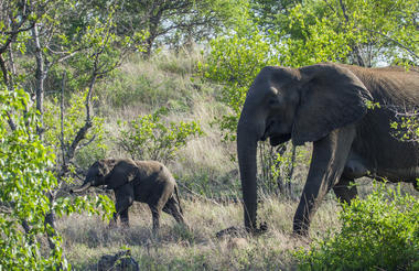 Thorny Game Reserve Elephants