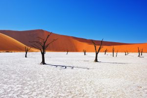 Camelthorn Trees Sossusvlei