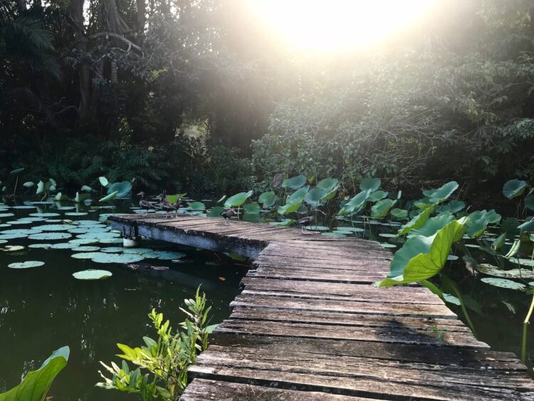 Beautiful idyllic untouched nature (wetlands) with sunshine, a lake with waterfowl, water lily petals and a brown wooden gangplank / footbridge in Pointe-à-Pierre on the Caribbean island of Trinidad