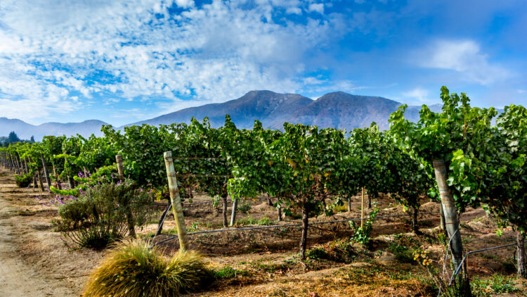 Vineyard landscape Casablanca Valley