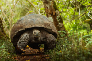 Galapagos,Tortoise,