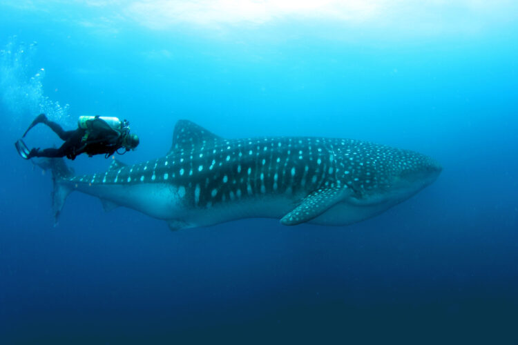 Whale,Shark,With,A,Diver,In,Darwin,