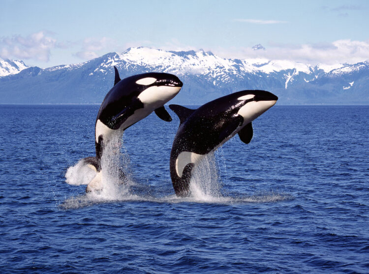 Orca whales