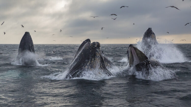 A pod of humpback whales