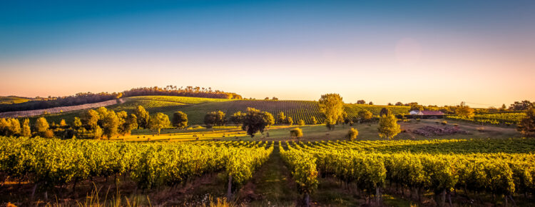 Bordeaux  vinyard